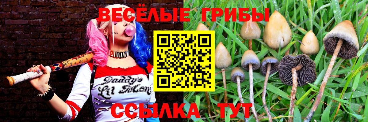 Псилоцибиновые грибы Cubensis Гудермес